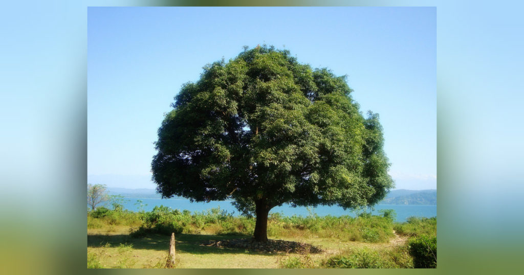 Die Eiche ist ein majestätischer Baum der Geschichte und Symbolik