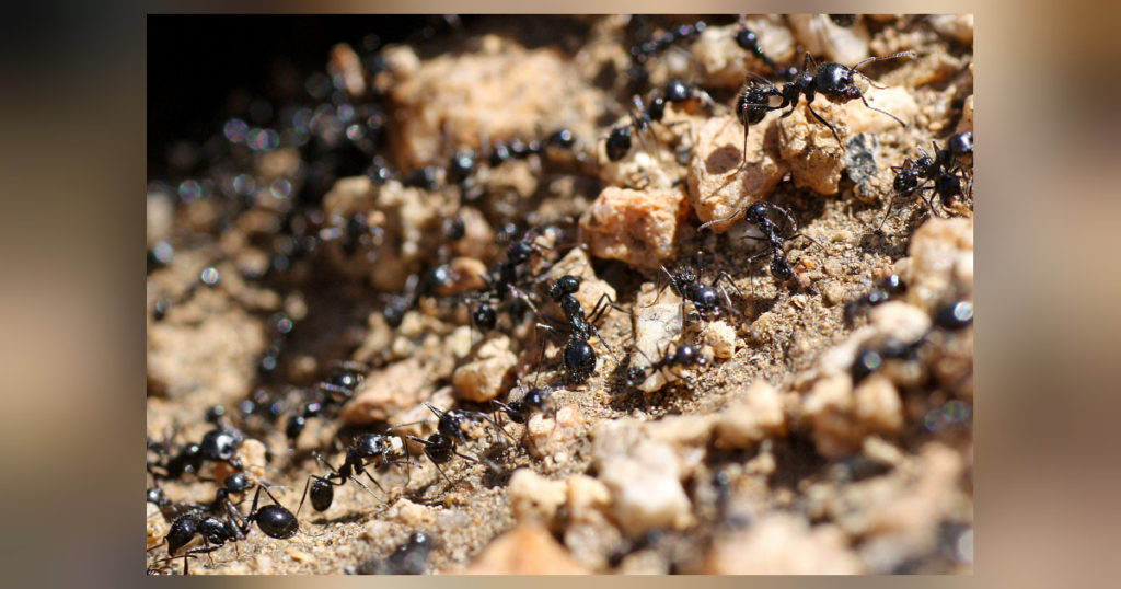 Die kleinen, aber großartigen Ameisen