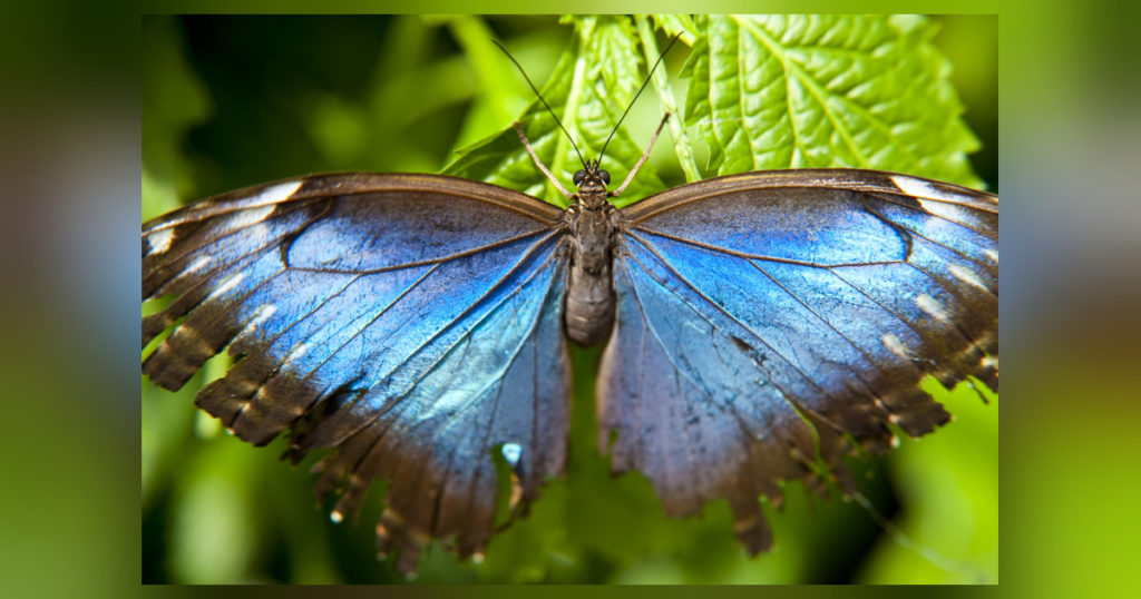 Gedicht über die wunderschönen Schmetterlinge