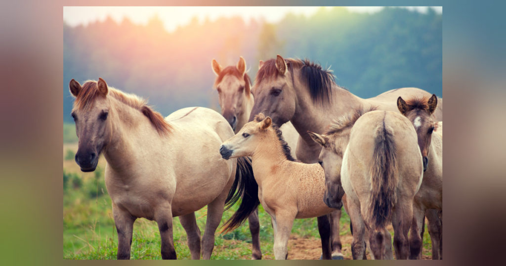 Die Faszination der Pferde ist eine majestätische Verbindung zwischen Menschen und Tieren