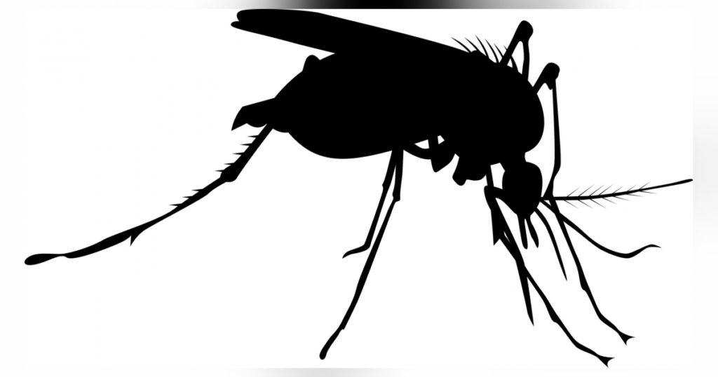 Die lästigen Mücken und ihre juckenden Stiche