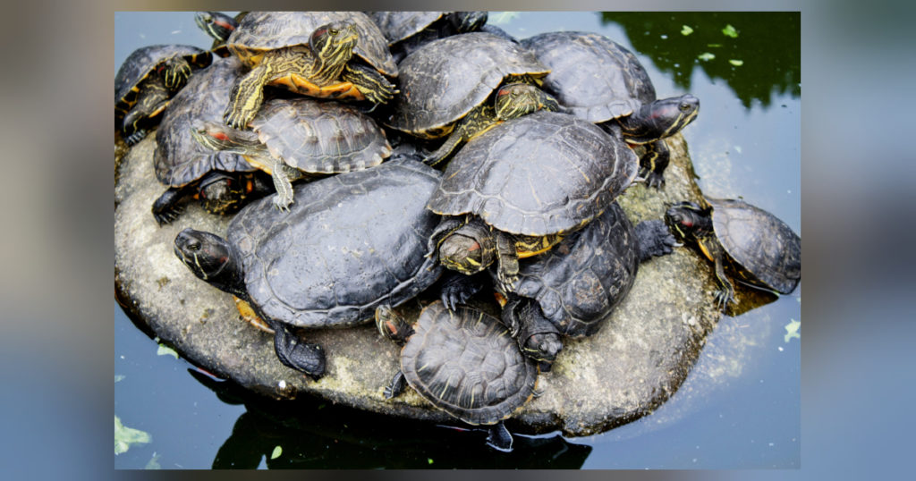 Die faszinierende Welt der Schildkröten