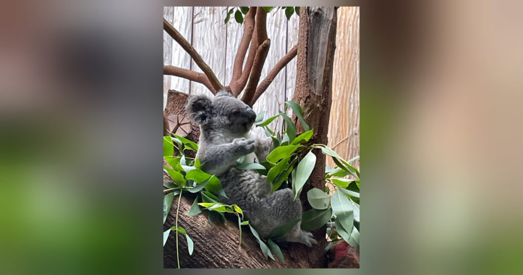Gedicht über die süßen Koalabären