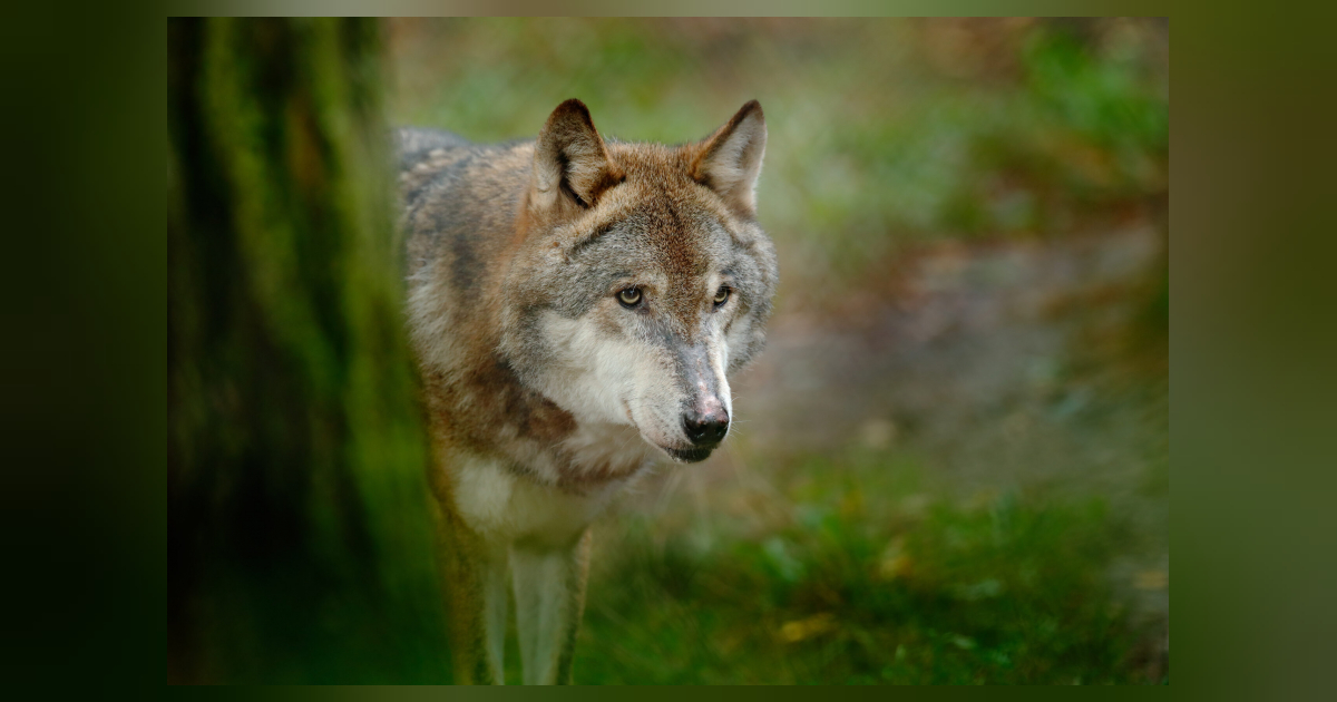 Gedicht über die Wölfe und ihr Verhalten