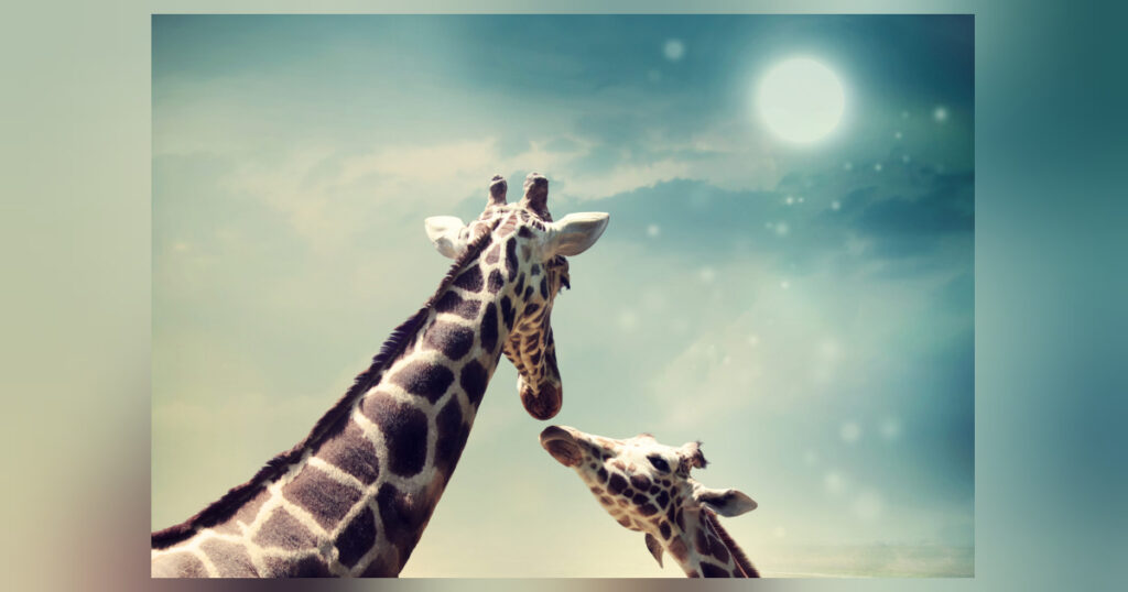 Gedicht über die eleganten und großen Giraffen