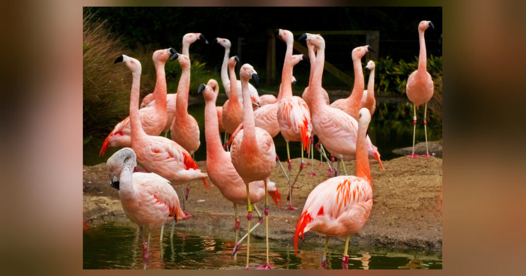 Gedicht über die schönen rosafarbigen Flamingos