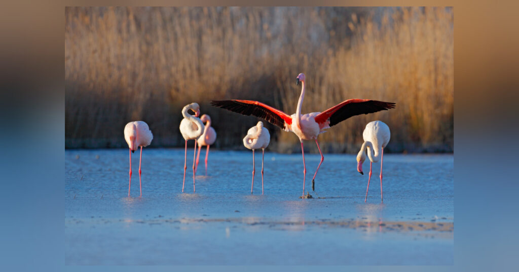 Die Faszination der rosafarbigen Flamingos