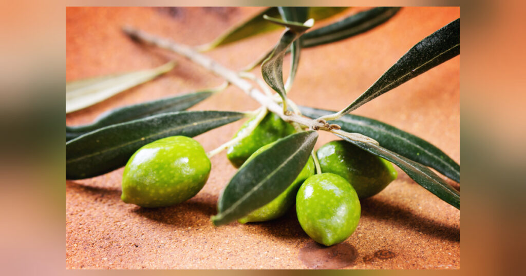 Oliven sind zeitlose Früchte, die eine kulturelle und kulinarische Bedeutung haben