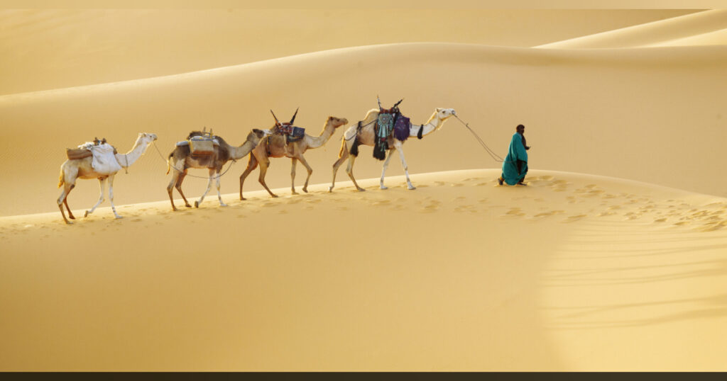 Die Kamele und alles was man über sie wissen sollte