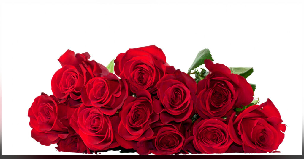 Die schönen Rosen, ein Zeichen der Liebe